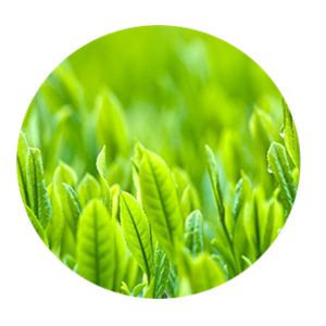 茶叶提取物茶多酚