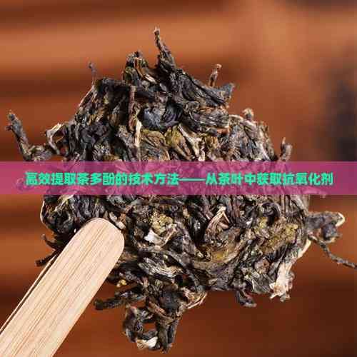 高效提取茶多酚的技術(shù)方法——從茶葉中獲取抗氧化劑