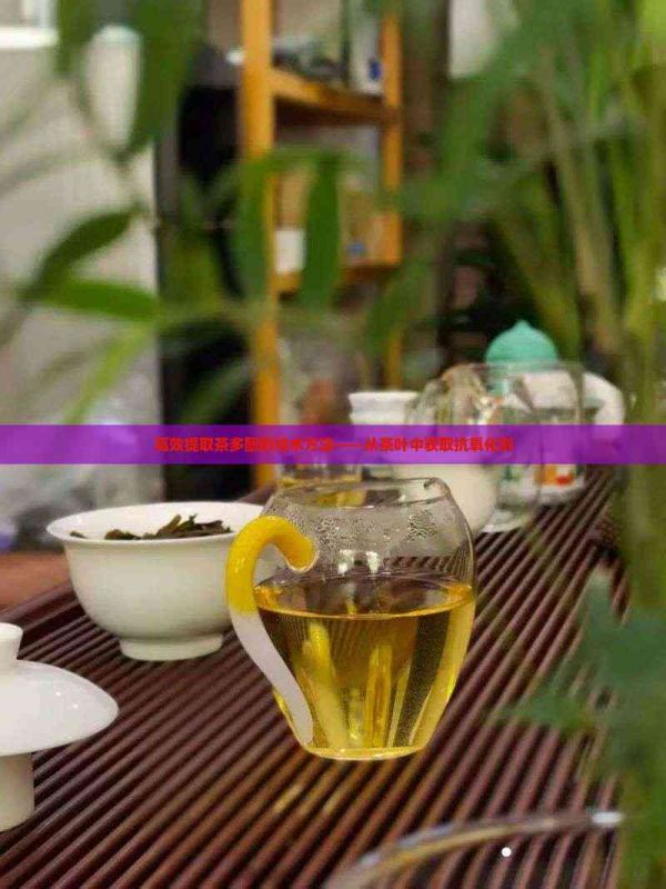 高效提取茶多酚的技術(shù)方法——從茶葉中獲取抗氧化劑