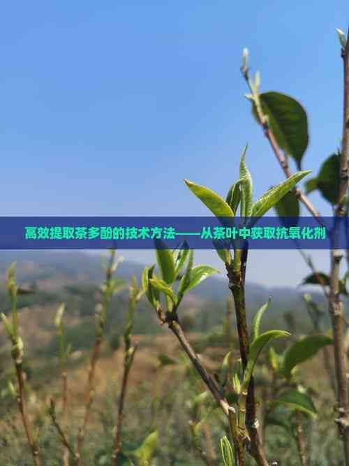 高效提取茶多酚的技術(shù)方法——從茶葉中獲取抗氧化劑