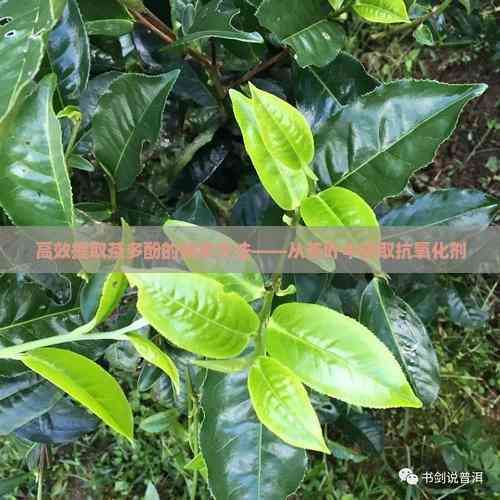 高效提取茶多酚的技術(shù)方法——從茶葉中獲取抗氧化劑