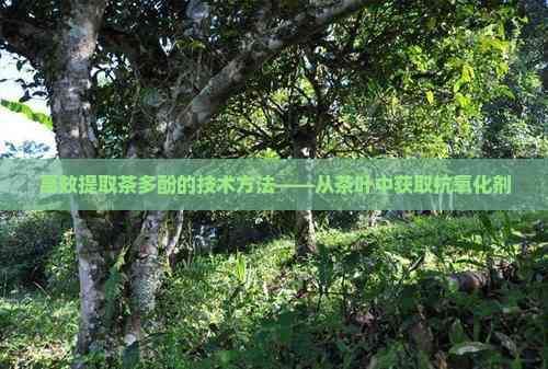 高效提取茶多酚的技術(shù)方法——從茶葉中獲取抗氧化劑