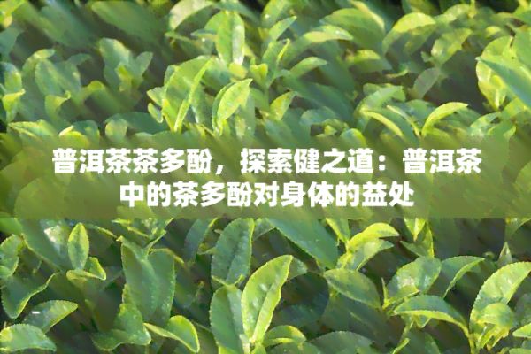 普洱茶茶多酚，探索健之道：普洱茶中的茶多酚对身体的益处