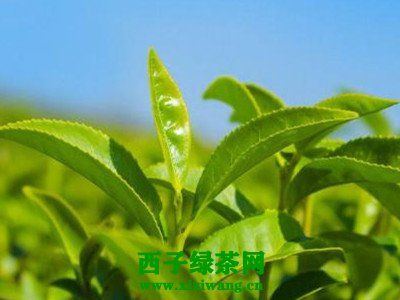 【茶功效】綠茶多酚的功效與作用 綠茶多酚的藥用價值