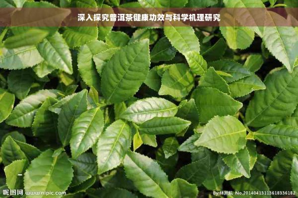 深入探究普洱茶健康功效與科學(xué)機理研究