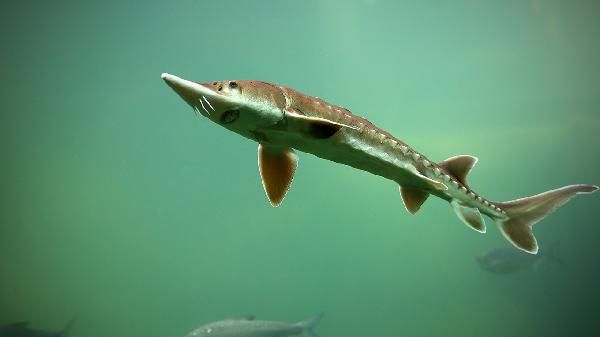 羅非魚可以清蒸著吃嗎