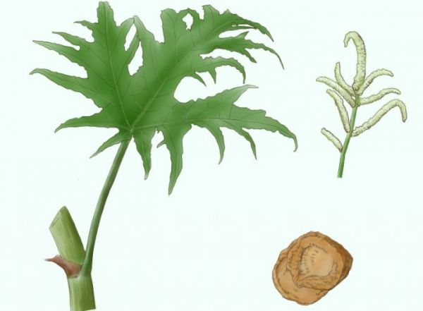 大黃的5大功效與作用，提醒：這3類人慎用