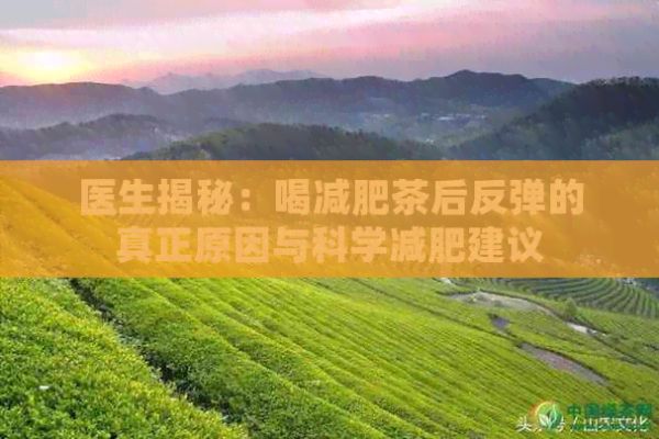 醫(yī)生揭秘：喝減肥茶后反彈的真正原因與科學(xué)減肥建議