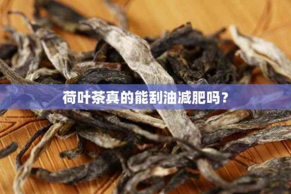 荷葉茶真的能刮油減肥嗎？