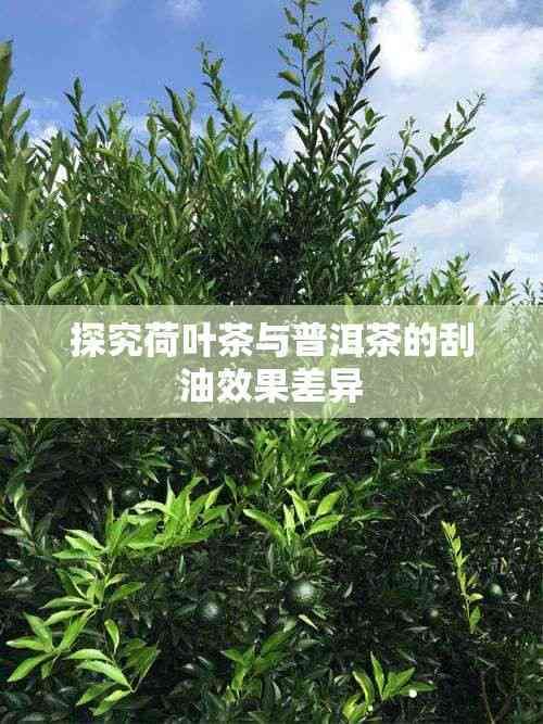 探究荷葉茶與普洱茶的刮油效果差異