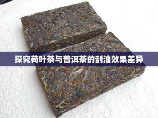 探究荷葉茶與普洱茶的刮油效果差異