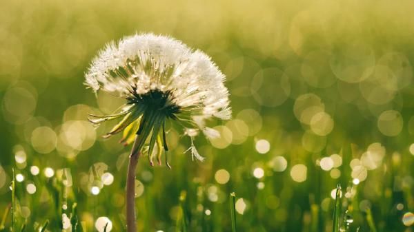 蒲公英泡水喝減肥