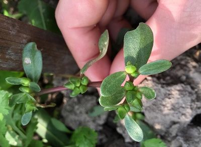 馬齒莧是一種具有清熱解毒、涼血止痢功效的野菜
