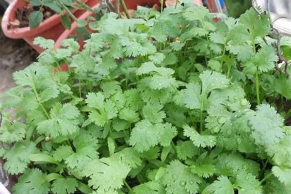 香菜的種植方法和時(shí)間，香菜的功效與作用？