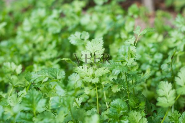 香菜的健康益處。香菜富含抗氧化成分照片攝影圖片