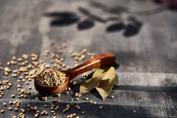 香菜種植注意事項：完整指南教你種出健康香菜