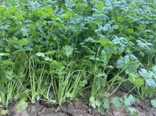 大叶香菜种植基地