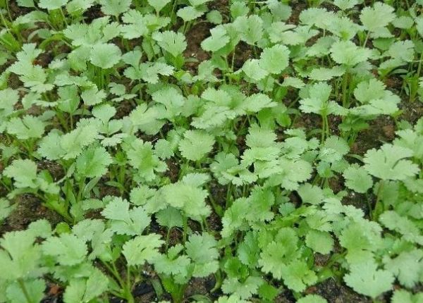 香菜种植与销售产业链图示