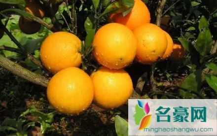 果凍橙和橙子營(yíng)養(yǎng)價(jià)值一樣嗎3