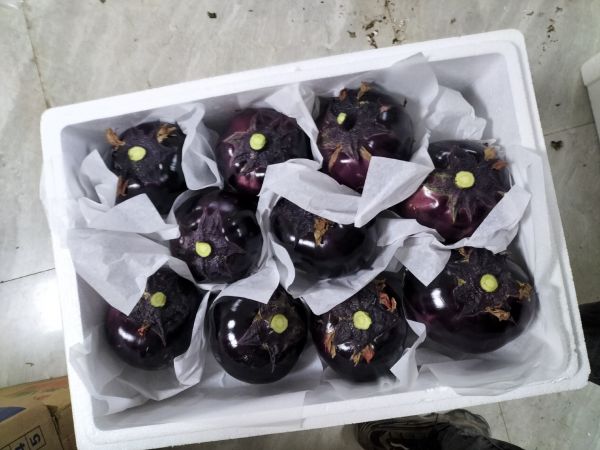 圓茄子冷庫保存