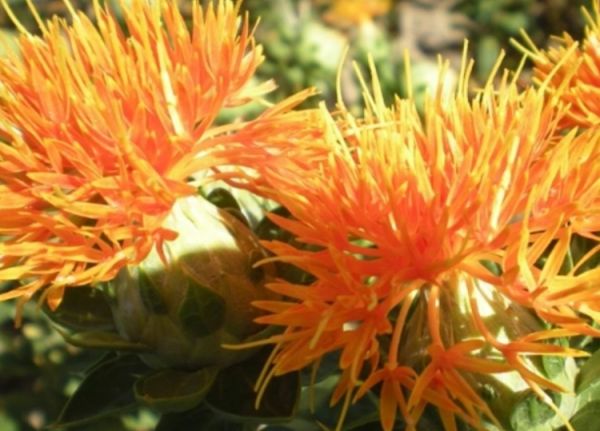 紅花籽.jpg