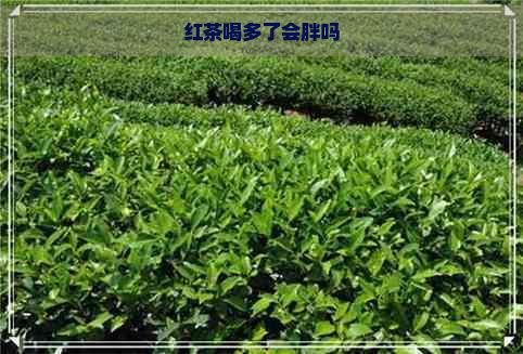 红茶喝多了会胖吗