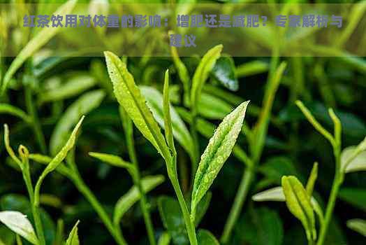 红茶饮用对体重的影响：增肥还是减肥？专家解析与建议