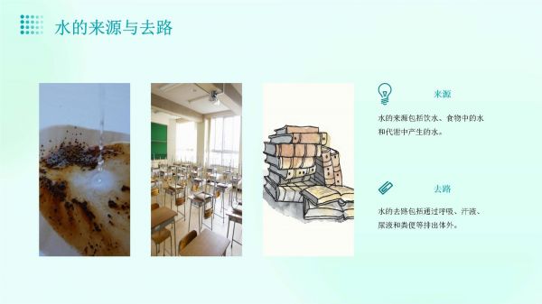 复习水分代谢和矿质营养浙教版人教版课件_第5页