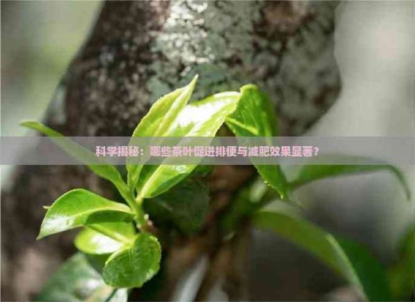 科学揭秘：哪些茶叶促进排便与减肥效果显著？