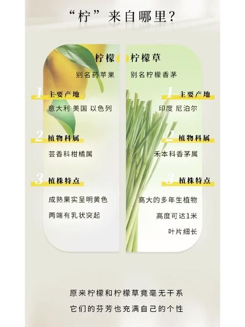 柠檬草的味道，减肥小妙招，柠檬草可以减肥吗？