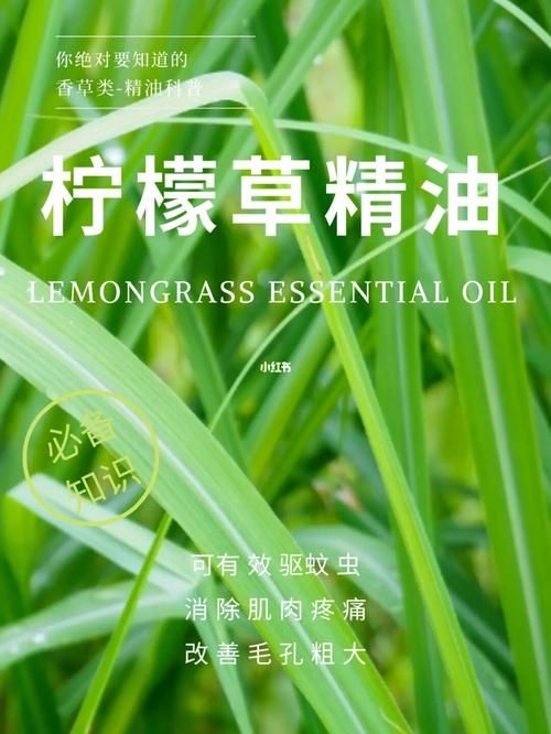 柠檬草的味道，减肥小妙招，柠檬草可以减肥吗？