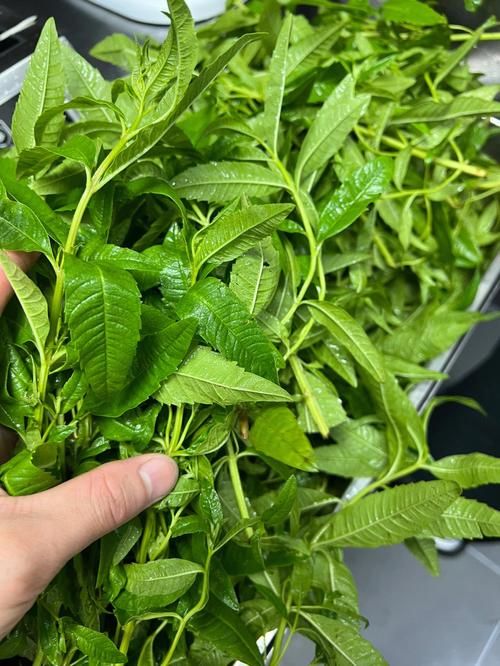 柠檬草的味道，减肥小妙招，柠檬草可以减肥吗？