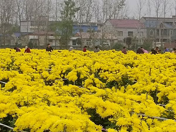 金絲皇菊茶的沖泡過程