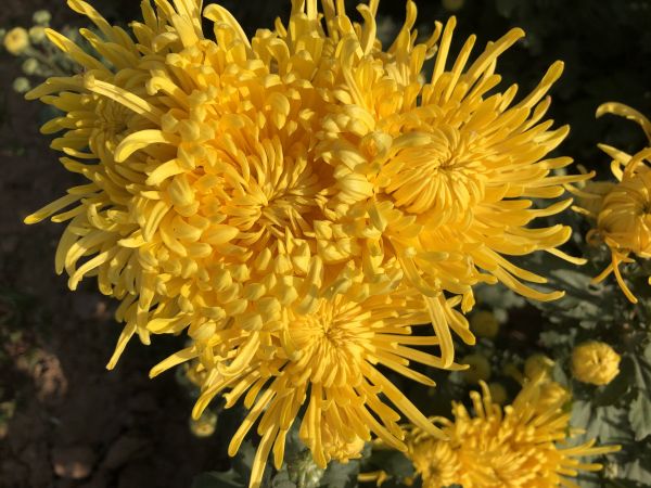 金絲皇菊干花特寫