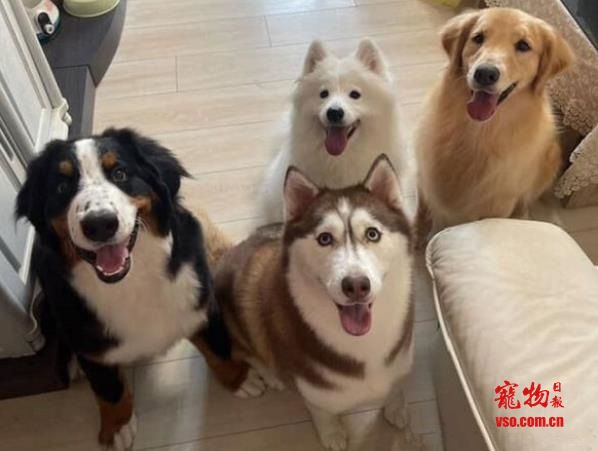 媽每天被「近百公斤毛山」叫醒　三巨汪踩床非常沉重的愛
