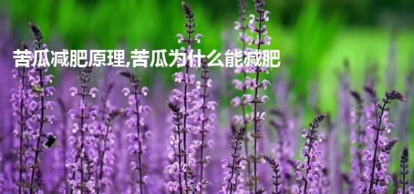 苦瓜減肥原理,苦瓜為什么能減肥