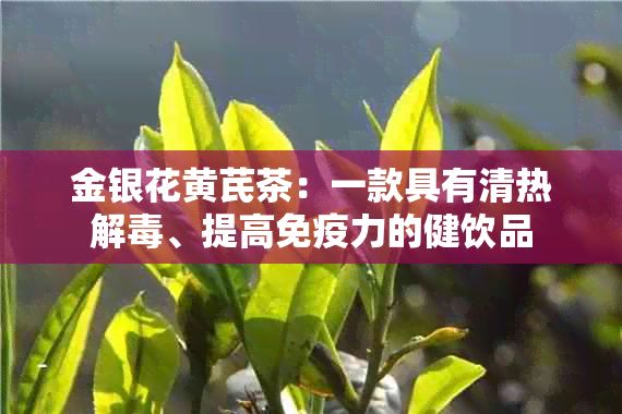 金銀花黃芪茶：一款具有清熱解毒、提高免疫力的健飲品