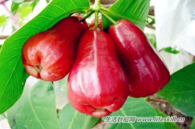 蓮霧熱量低營養(yǎng)豐富且能降血壓
