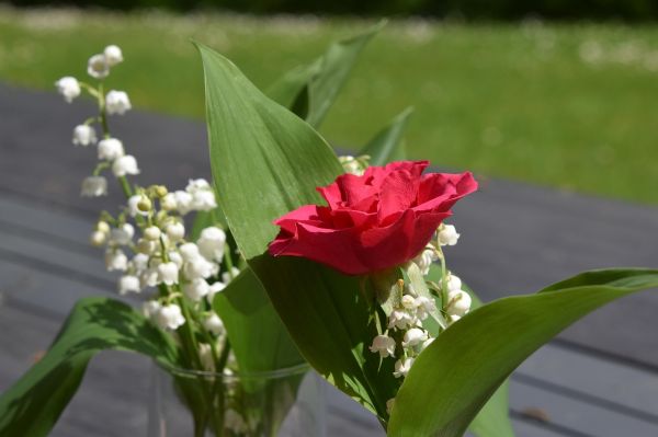 春日里的綠色寶藏，薺菜的科普與食用指南