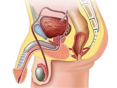 海綿體增大三十天訓(xùn)練法圖