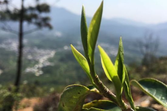 鳳凰單樅什么人不能喝，哪些人不能飲單叢茶
