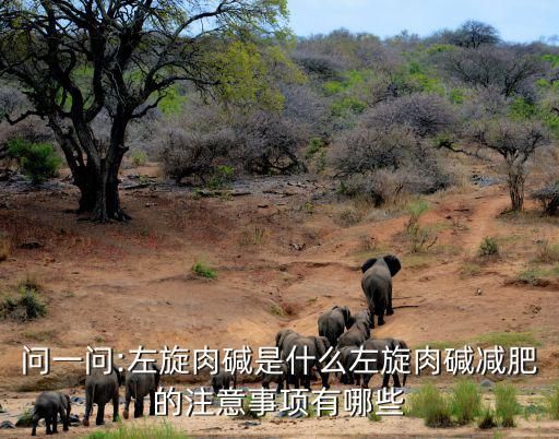 問一問:左旋肉堿是什么左旋肉堿減肥的注意事項(xiàng)有哪些