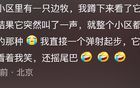 边牧能有多聪明？网友：边牧的学习能力没有上限