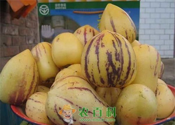 规模种植人参果