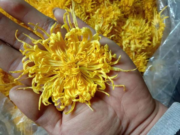 金絲皇菊搭配枸杞沖泡圖