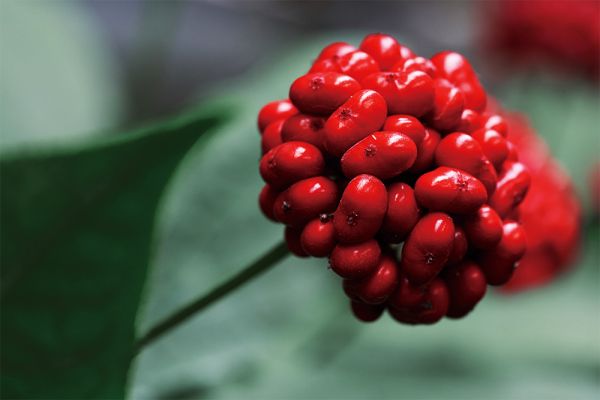 世界顶级人参浆果（Ginseng Berry）研究