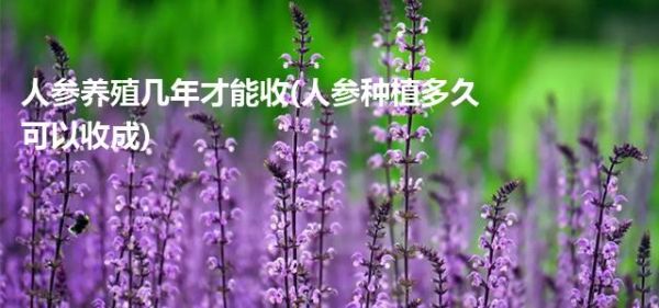 人參養(yǎng)殖幾年才能收(人參種植多久可以收成)