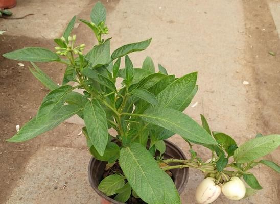 人參果樹養(yǎng)殖全攻略（從種植到收獲）