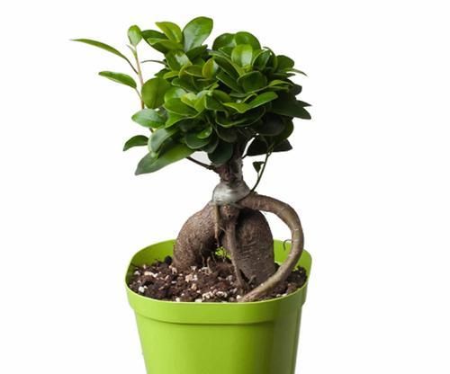 人參果樹養(yǎng)殖全攻略（從種植到收獲）