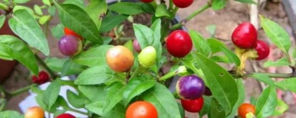 七彩果是不是人参果，一般是指人参果